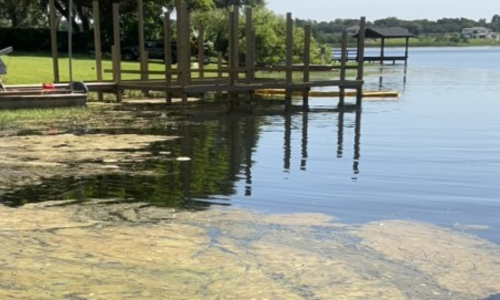 PR25-72BlueGreenAlgaeCAUTIONLakerKillarneyDrLakeOliviaSWShorejul2025.png