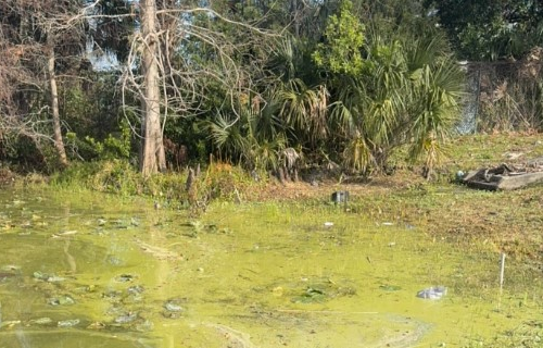 Blue Green Algae CAUTION Lake Mann McQueen Park jan2025