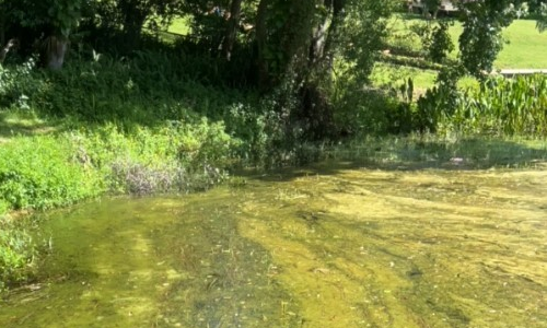 PR25-74BlueGreenAlgaeALERTLakeOliviaSW.Shorejul2025.png