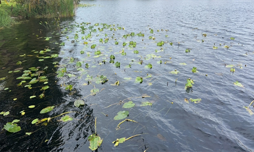 Lake Irma