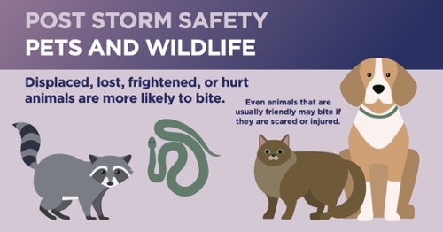 Storm Preparedness Pets and Wildlife Displaces, lost, frightened, or hurt animals are more likely to bite. Even animals that are usually friendly may bite if they are scared or injured.