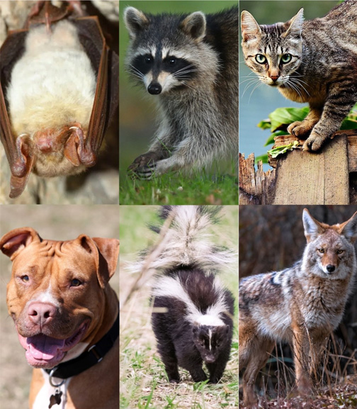 Bat, Raccoon, Skunk, Cat, Dog, Coyote