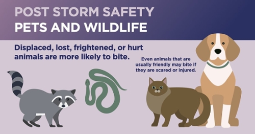 Post storm safety pets and wildlife graphic