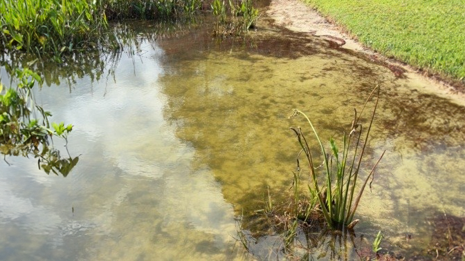 Lake Gatlin with algae blooms