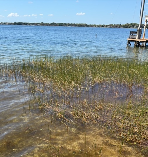Blue Green Algae CAUTION Lake Conway st regis pl mar2026