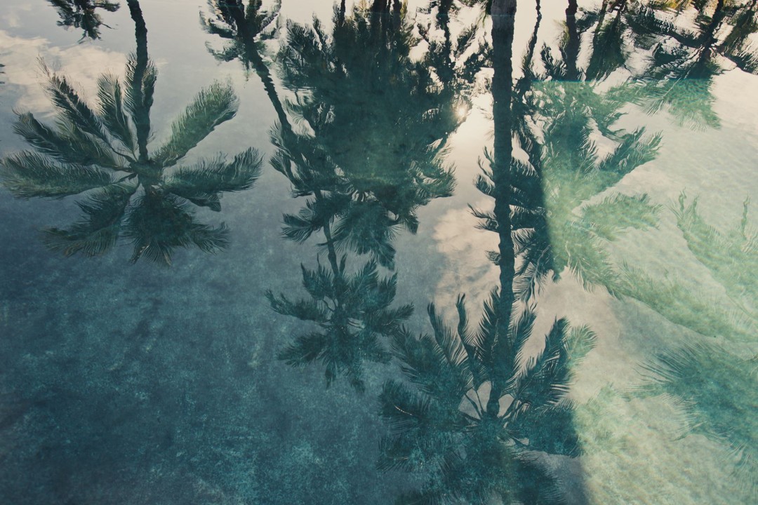 Palm trees