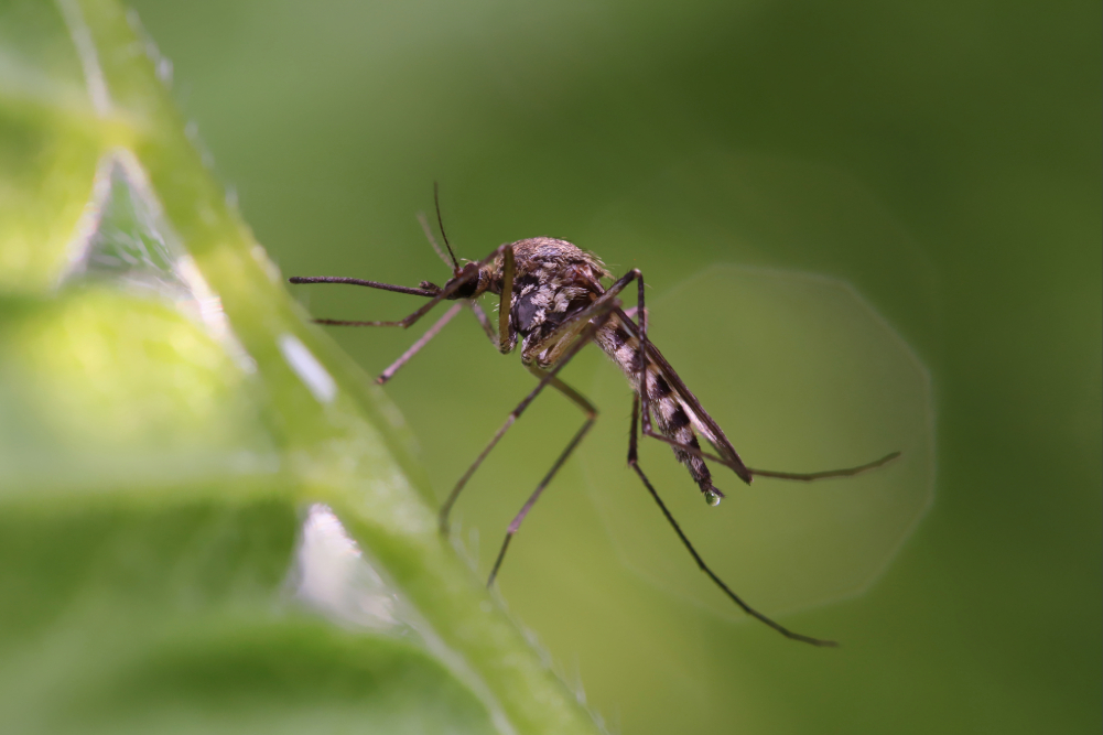 Mosquito on leaf